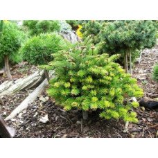 Ялиця Равлс продам саджанець, висота 55 см, продам ялицю Rawls