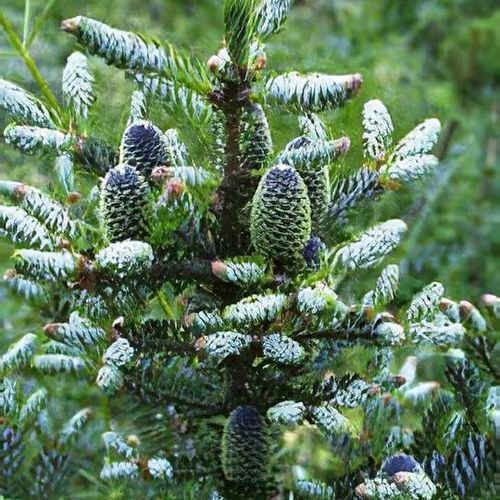 Ялиця Сільберлок продам саджанець, висота 120 см, продам ялицю Silberlocke