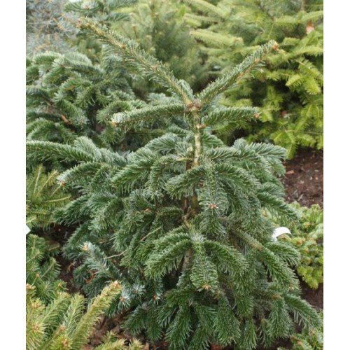 Продам саджанець ялиці кавказької Robusta, ялиця Робуста Грін, висота 30 см