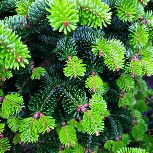 Продам саджанець ялиці Dobrichovice, висота 70 см, продам ялицю Доброховіце