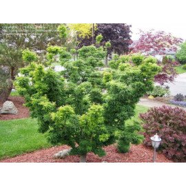 Клен Шішігашіра продам саджанець, висота 70 см, продам клен Shishigashira