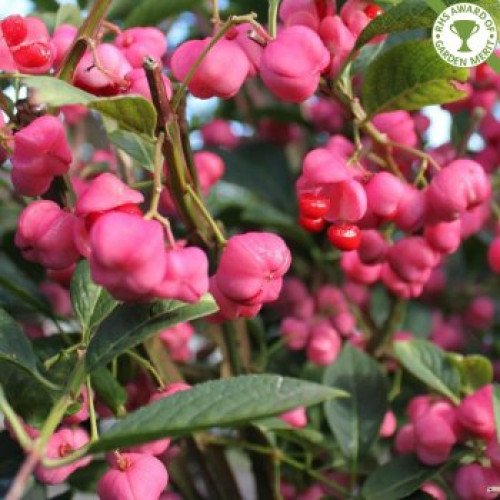 Продам бруслину коркову, висота 150 см, продам бересклет корковий