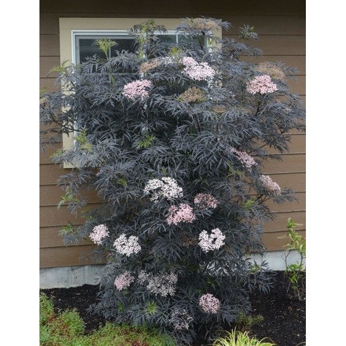 Продам бузина чорна Блек Лейс, продам бузину Black Lace, висота 70 см