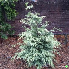 Кипарисовик Луна продам саджанець, висота 130-140 см, продам кипарисовик Luna