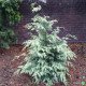 Кипарисовик Луна продам саджанець, висота 130-140 см, продам кипарисовик Luna