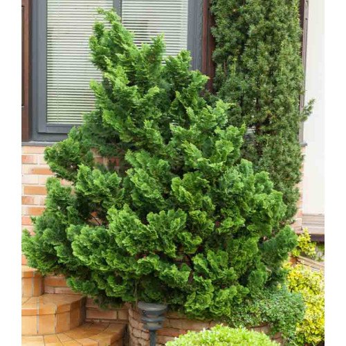 Продам кипарисовик Nana Gracilis, висота 35 см, продам кипарисовик Нана Грациліс