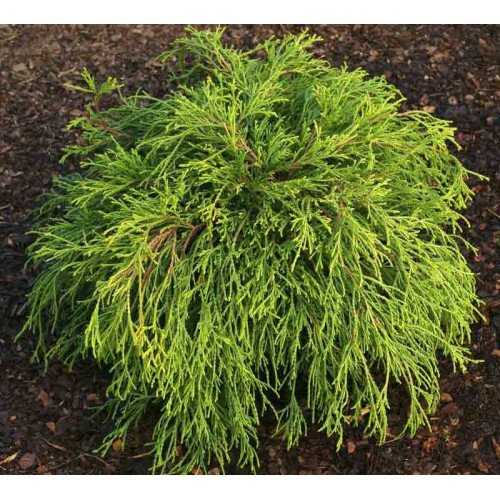 Продам кипарисовик горохоплодний Sungold, висота 30 см