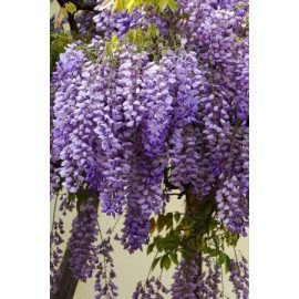 Гліцинія продам саджанець, висота 120 см, продам саджанець гліцинії