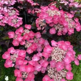 Продам гортензію пильчасту Daredevil, висота 20 см, продам гортензію Дейрдевіл