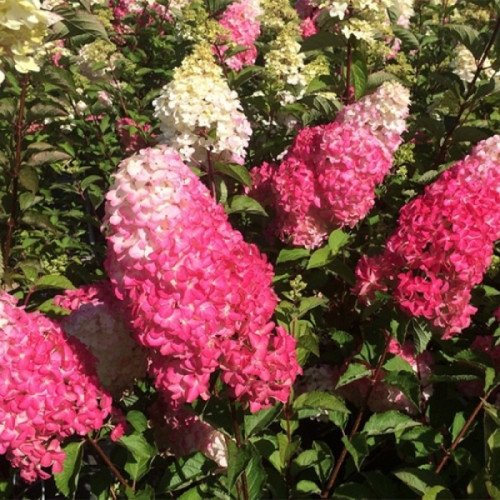 Продам гортензію волотисту Fraise Melba