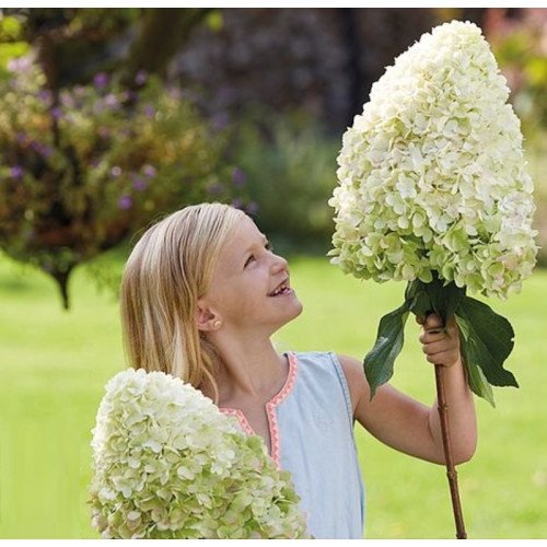 Продам саджанець гортензії Hercules, висота 50 см, продам гортензію Геркулес