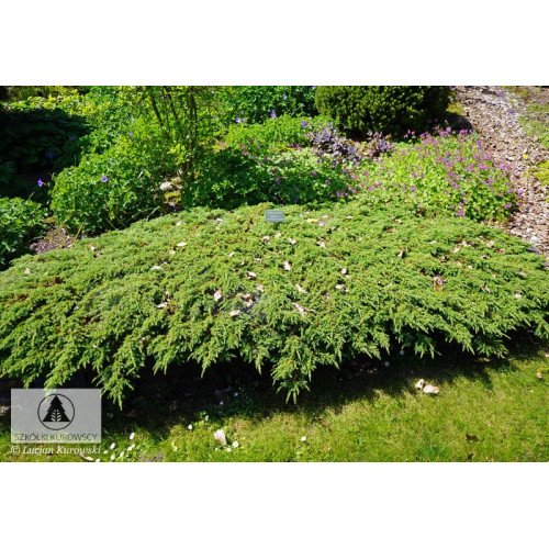 Продам саджанець ялівця Greenmantle, штамб висота 60 см, продам ялівець Грінмантл