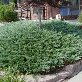 Продам саджанець ялівця Blue Chip, горщик С5, продам ялівець Блю Чіп