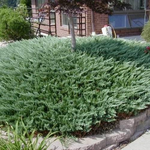 Продам саджанець ялівця Blue Chip, горщик С5, продам ялівець Блю Чіп