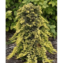 Продам ялівець горизонтальний Golden Carpet, горщик С2.5, продам ялівець Голден Карпет