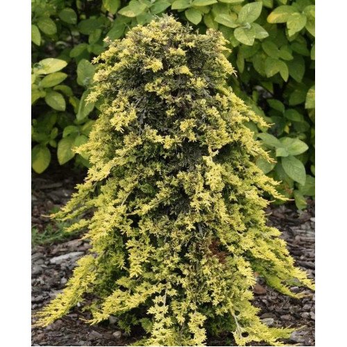 Продам ялівець горизонтальний Golden Carpet, горщик С2.5, продам ялівець Голден Карпет