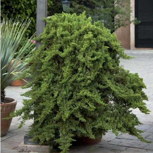 Продам саджанець ялівця Nana, горщик С2.5, продам ялівець Нана