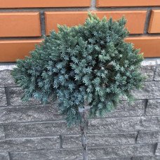 Продам саджанець ялівця Blue Star, горщик С2.5, продам ялівець Блю Стар