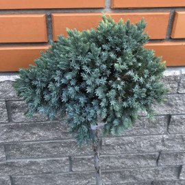 Продам саджанець ялівця Blue Star, горщик С2.5, продам ялівець Блю Стар