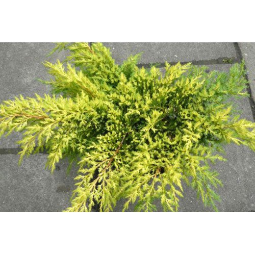 Продам ялівець середній  Голд Стар, купити ялівець Gold Star, діаметр крони 50 см