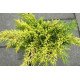 Продам ялівець середній  Голд Стар, купити ялівець Gold Star, діаметр крони 50 см