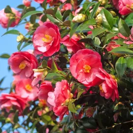 Камелія Доктор Кінг продам саджанець, висота 120 см, продам камелію Doctor King