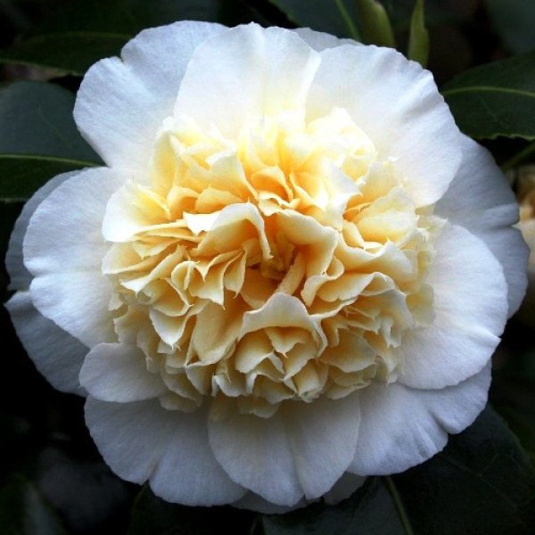 Камелія Брашфілдс Йєллоу продам саджанець, висота 120-130 см, продам камелію Brushfield's Yellow