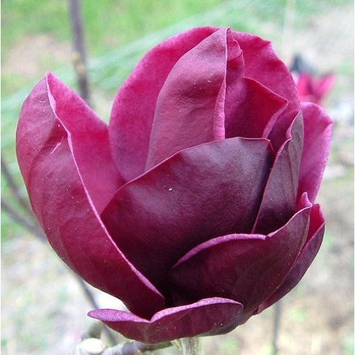 Продам саджанці магнолії Genie, висота 150 см