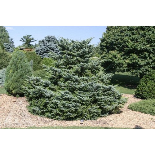 Продам ялину Howell's Dwarf Tigertail, діаметр крони 70 см, продам  ялину Ховелс Дварф Тігертейл