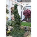 Продам саджанець ялини Pendula Bruns, висота 80 см, куплю саджанець ялини Пендула Брунс