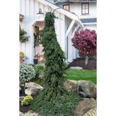 Продам саджанець ялини Pendula Bruns, висота 80 см, куплю саджанець ялини Пендула Брунс