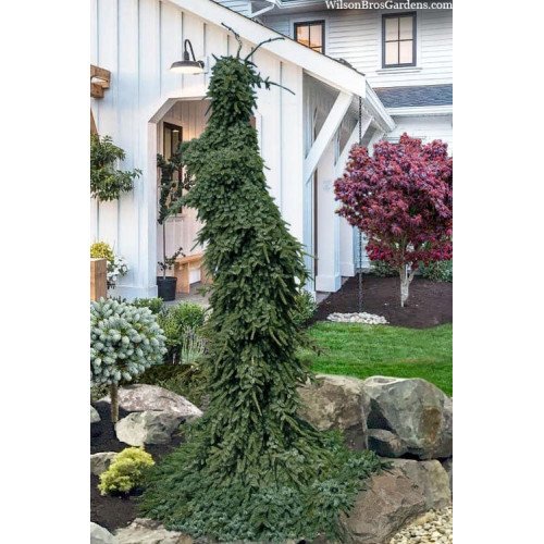 Продам саджанець ялини Pendula Bruns, висота 80 см, куплю саджанець ялини Пендула Брунс