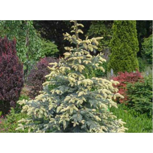 Ялина Біалобок продам саджанець, висота 100 см, продам ялину Bialobok