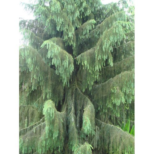 Продам ялину бревера, висота 55 см, продам саджанець ялини бревера