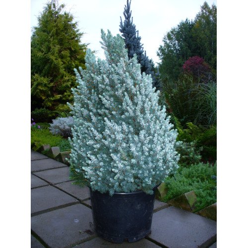 Ялина канадська Sanders Blue, висота 150 см, продам ялину Сандерс Блю