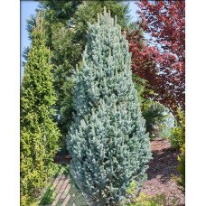 Продам ялину Ізелі Фастігіата, ялина колюча Iseli Fastigiate, висота 110 см