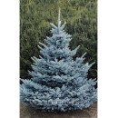 Продам ялину Супер Блу Сідлінг, ялина Super Blue Seedling, висота 65 см, горщик С7.5