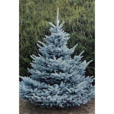 Продам ялину Супер Блу Сідлінг, ялина Super Blue Seedling, висота 65 см, горщик С7.5