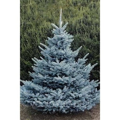 Продам ялину Супер Блу Сідлінг, ялина Super Blue Seedling, висота 65 см, горщик С7.5