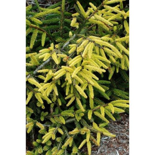 Продам ялина східна Ауреоспіката, С25-30л, ялина східна Aureospicata продам саджанець