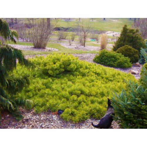 Сосна Хіллсайд Кріпер продам саджанець, висота 130 см, продам сосну Hillside Creeper