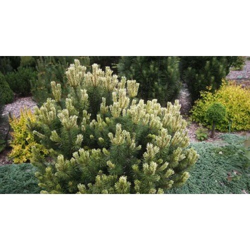 Сосна Саншайн продам саджанець, висота 70 см, продам сосну Sunshine