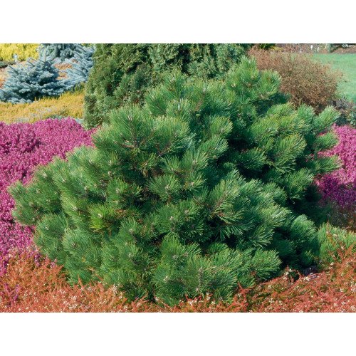 Продам саджанець сосни Hornibrookiana, висота 40 см