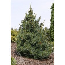 Продам сосну Bergmann, висота 80 см, купити сосну Бергман недорого