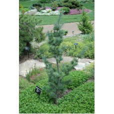 Продаж сосна парвіфлора Блю Вейв, висота 90-100 см, продам сосну Blue Wave