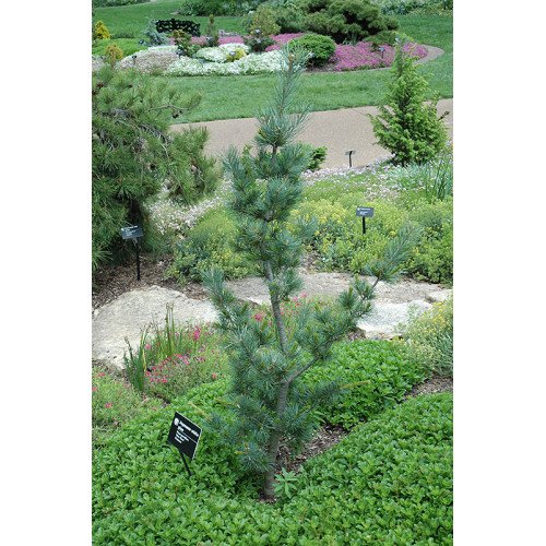 Продаж сосна парвіфлора Блю Вейв, висота 90-100 см, продам сосну Blue Wave