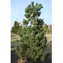 Продаж сосна дрібноквіткова Ryu-Ju, висота 100 см