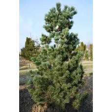Продаж сосна дрібноквіткова Ryu-Ju, висота 100 см