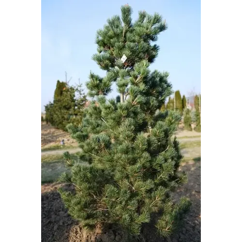 Продаж сосна дрібноквіткова Ryu-Ju, висота 100 см