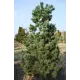 Продаж сосна дрібноквіткова Ryu-Ju, висота 100 см